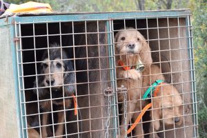 Hunting Dogs